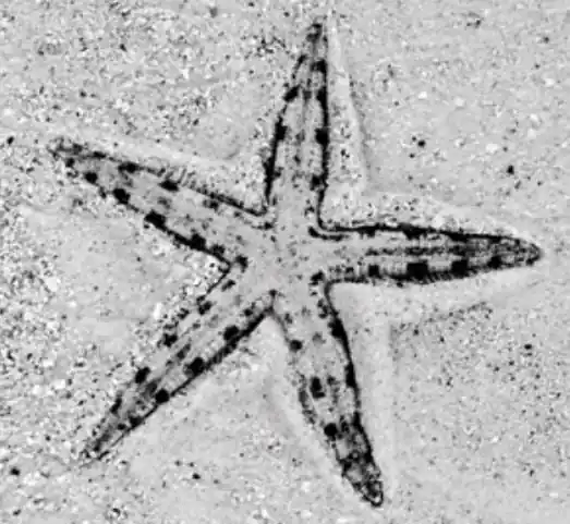 White Sand Starfish - Coral's Coral
