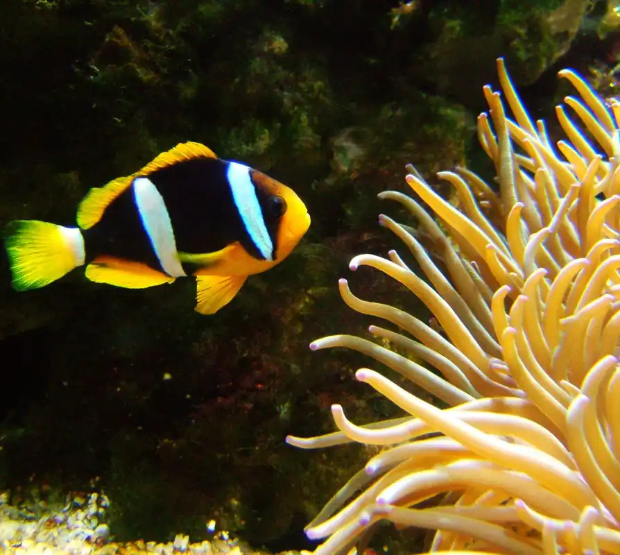 Black Clarkii Clownfish - qm