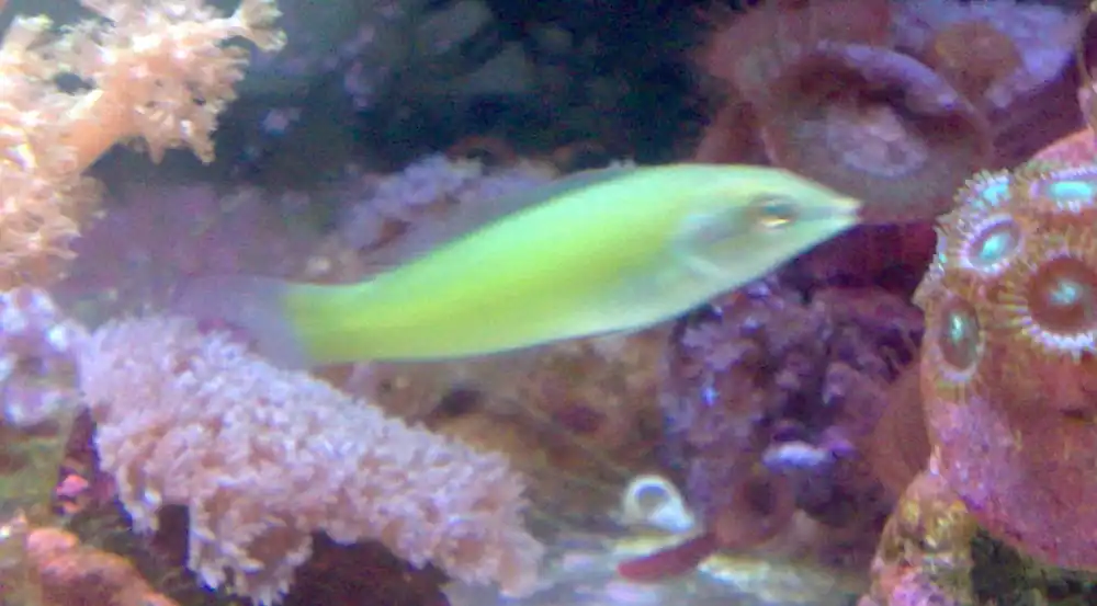 Green Wrasse - qm