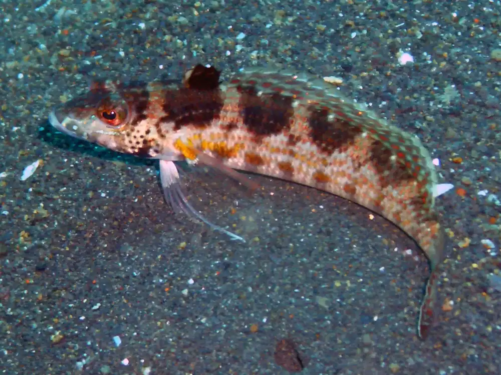 Sandhopper Blenny - qm