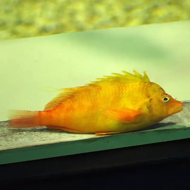 Yellow Hawkfish - qm