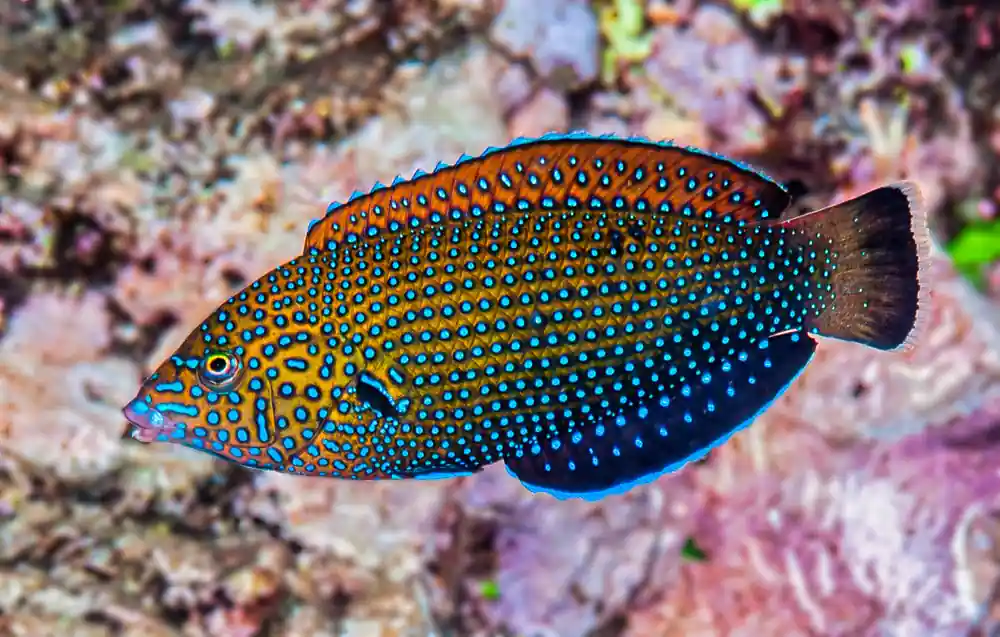 Blue Spotted Tamarin Juvenile Wrasse - qm