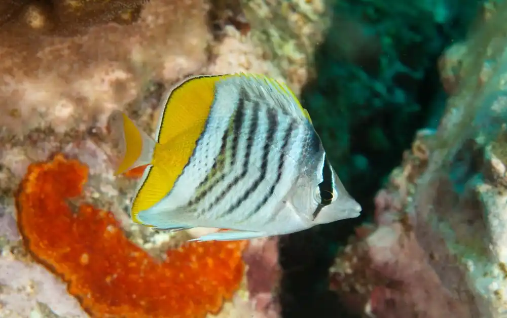 Mertensii Butterfly - qm