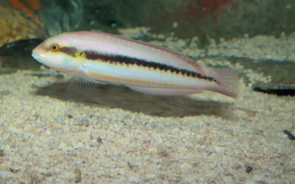 Slippery Dick Wrasse - qm