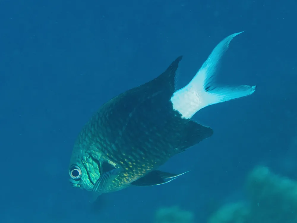 Pale Tail Reef Chromis Damsel - qm