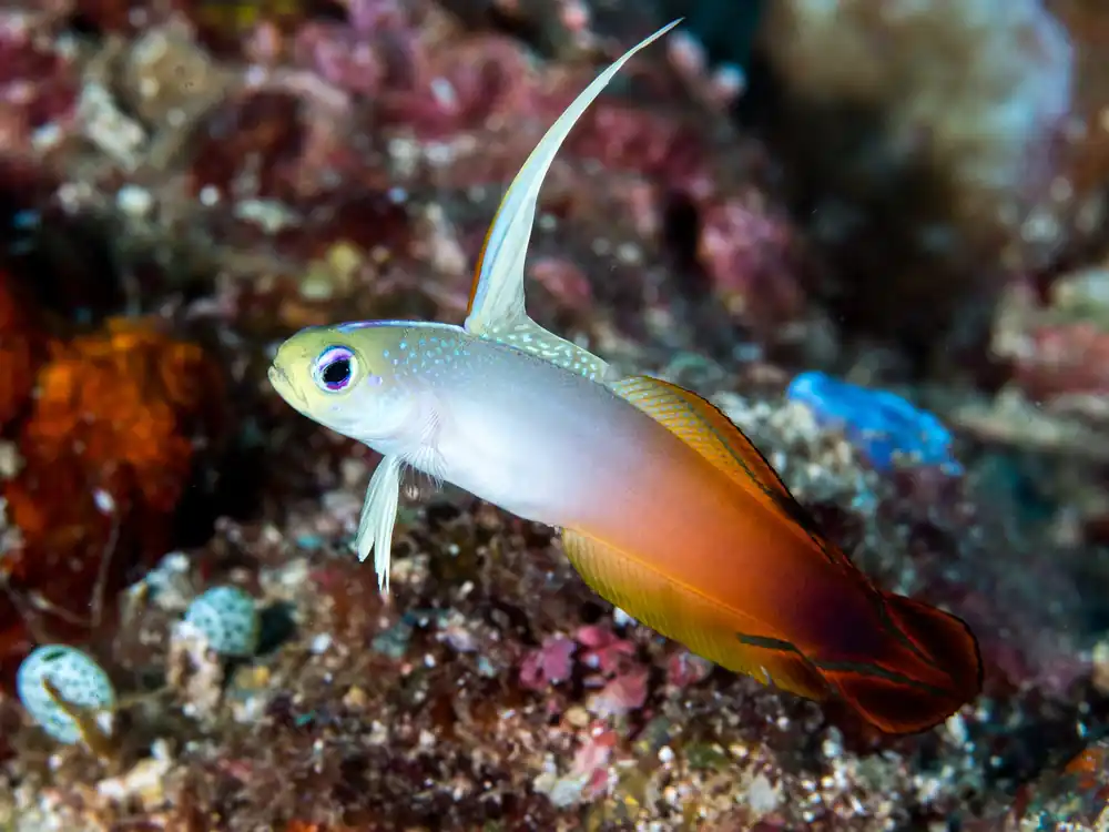 Firefish Goby - qm