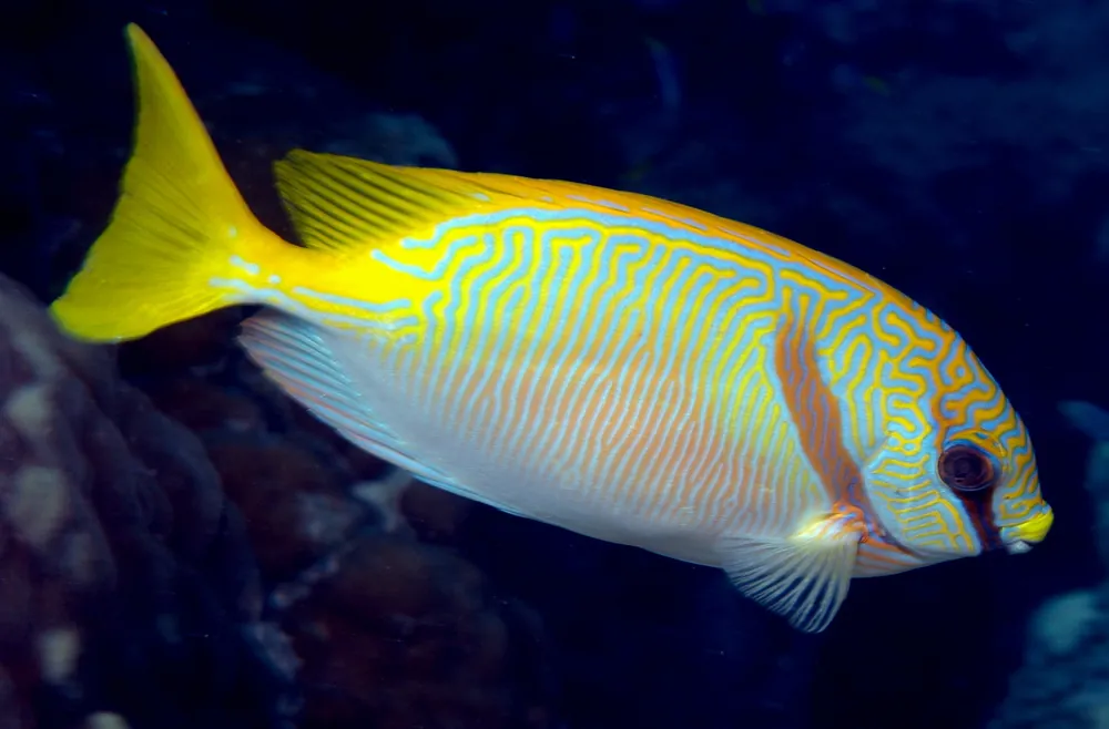 Two Bar Spinefoot Rabbitfish - qm