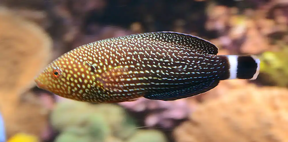 Lined Tamarin Wrasse :: Africa / Red Sea - qm