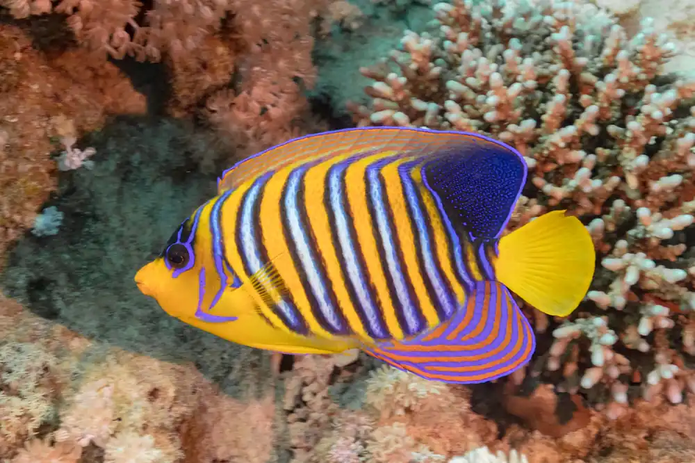 Regal Angel :: Central Pacific - qm