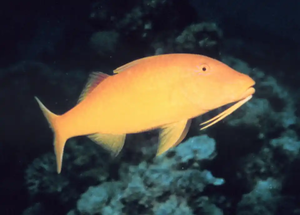 Yellow Goatfish - qm