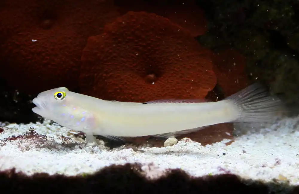 Sleeper Blue Dot Goby - qm