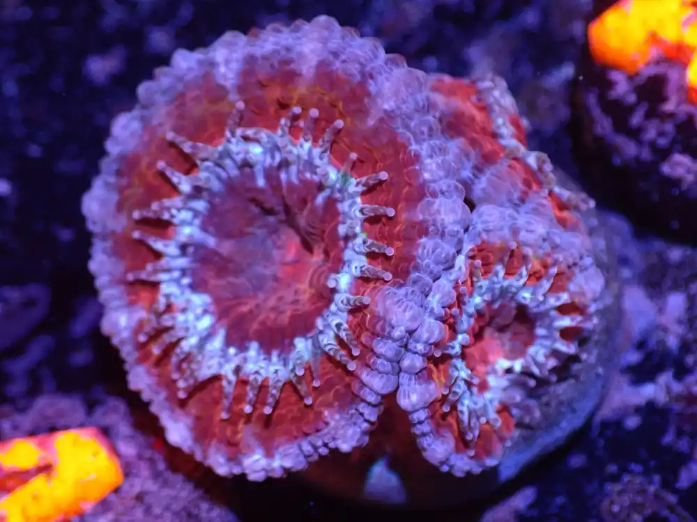 A2 Red And Blue Acan LIVE 4/15 - Corals Coral Live