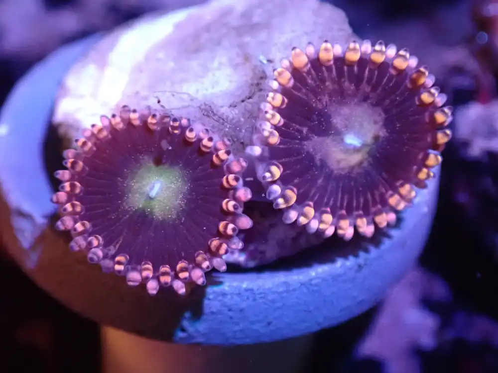 A4 Moonbeam Zoas LIVE 4/15 - Corals Coral Live