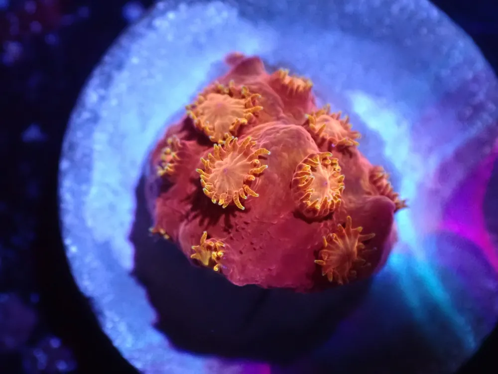 A6 Hi C Cyphastrea LIVE 4/15 - Corals Coral Live