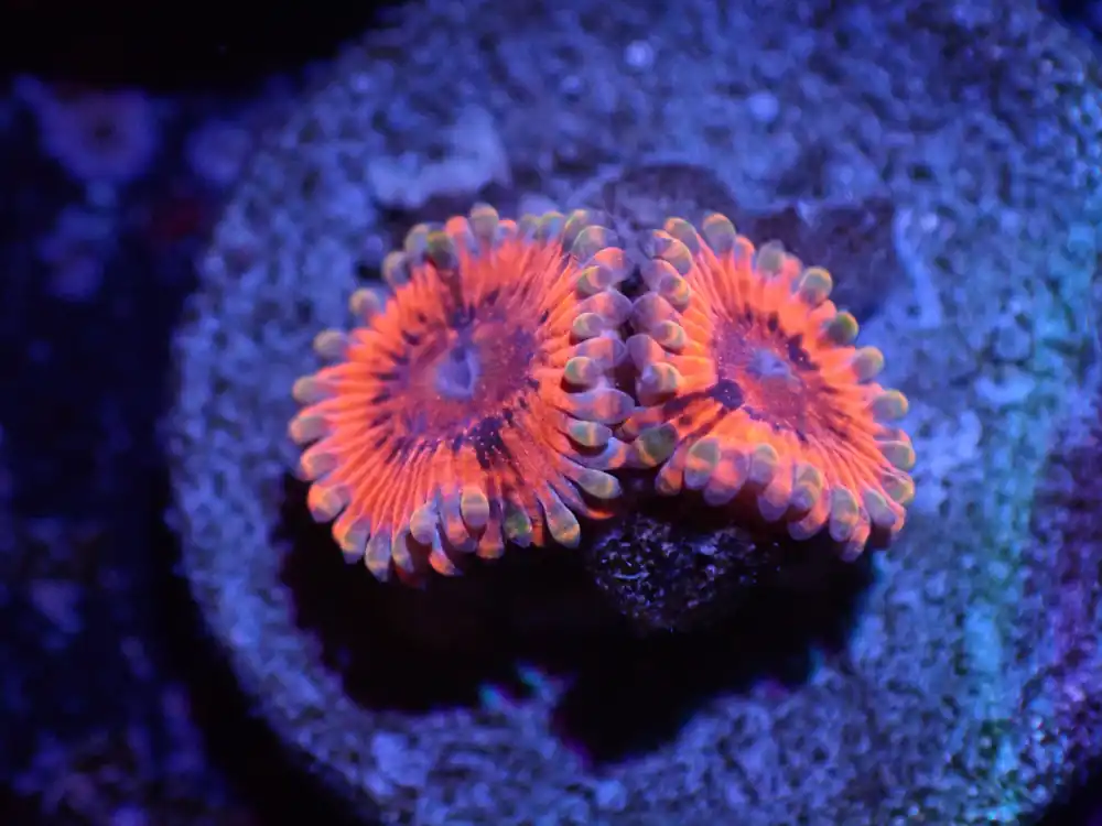B2 Utter Chaos Zoas LIVE 4/15 - Corals Coral Live