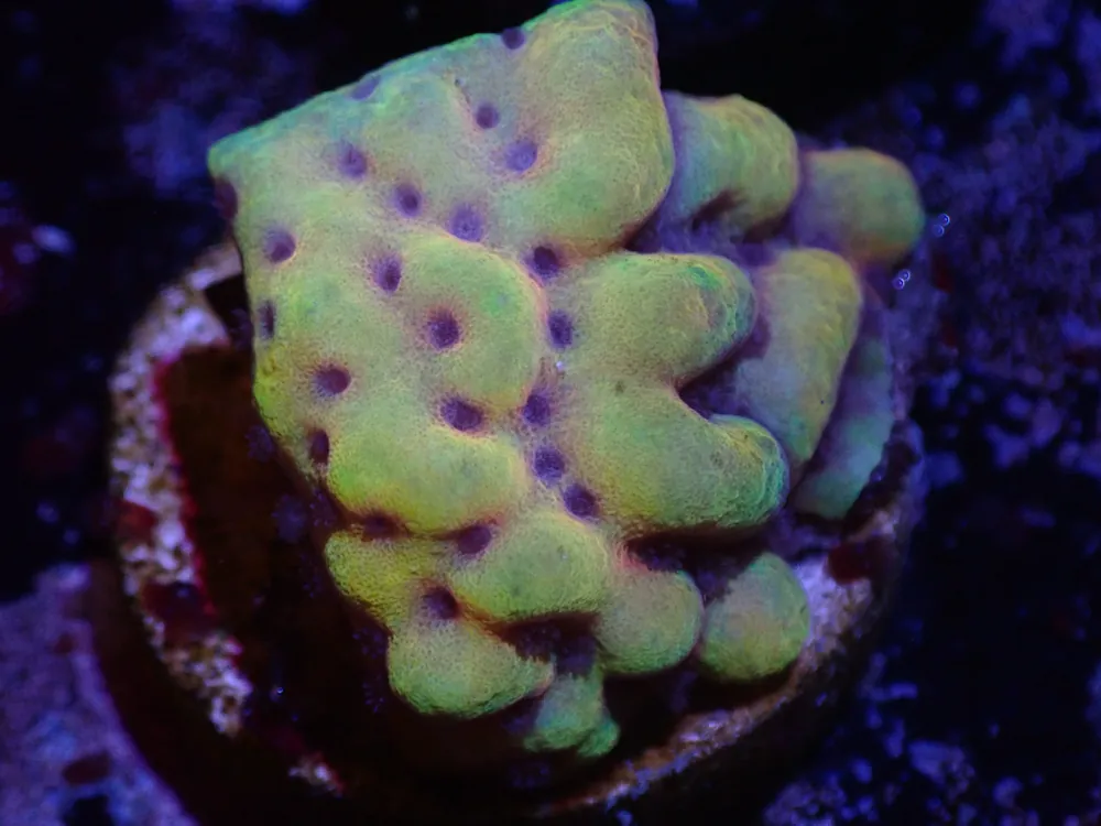 B3 Crazy T Monti LIVE 4/15 - Corals Coral Live