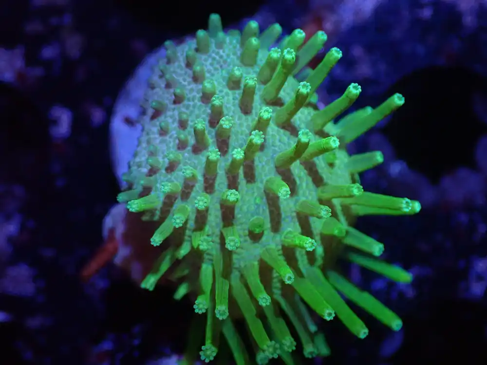 C6 Japanese Neon Green Toadstool LIVE 4/15 - Corals Coral Live