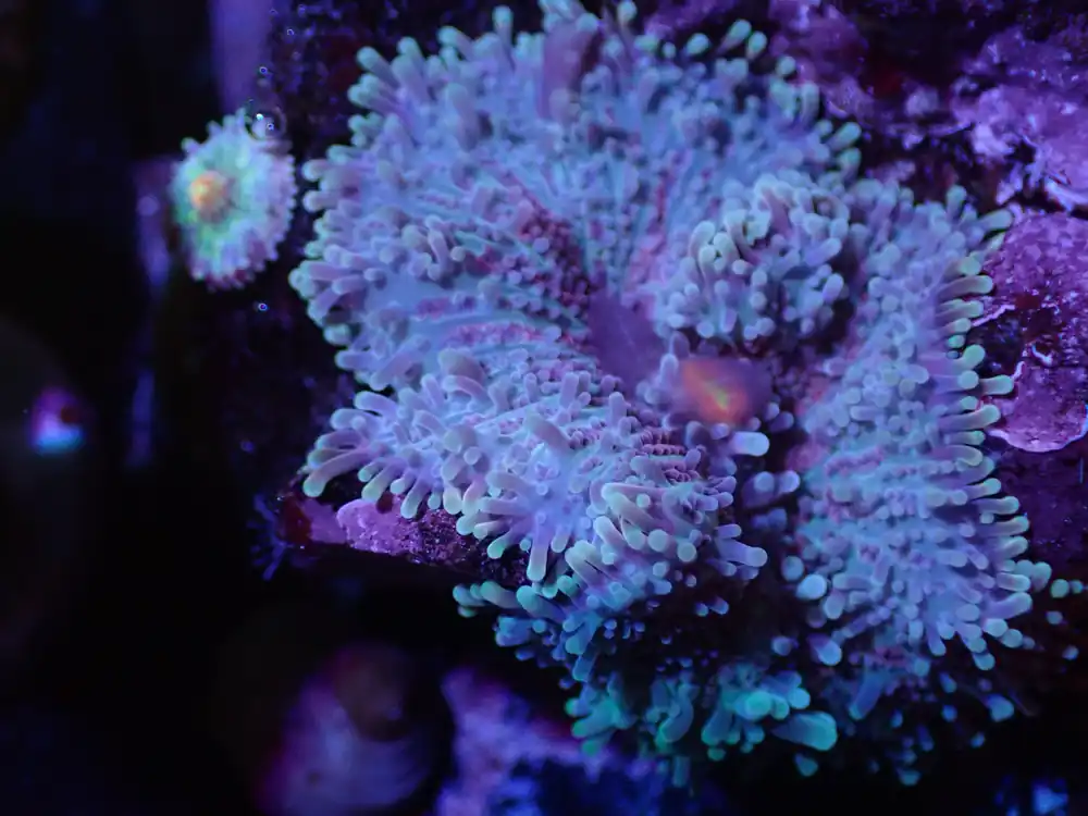 D1 Blue/Purple Yuma W/Baby LIVE 4/15 - Corals Coral Live