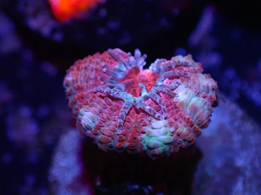 D2 Pink And White Stripe Acan LIVE 4/15 - Corals Coral Live
