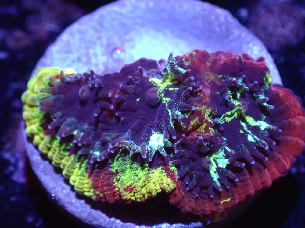 D3 Captain Marvel Favia LIVE 4/15 - Corals Coral Live