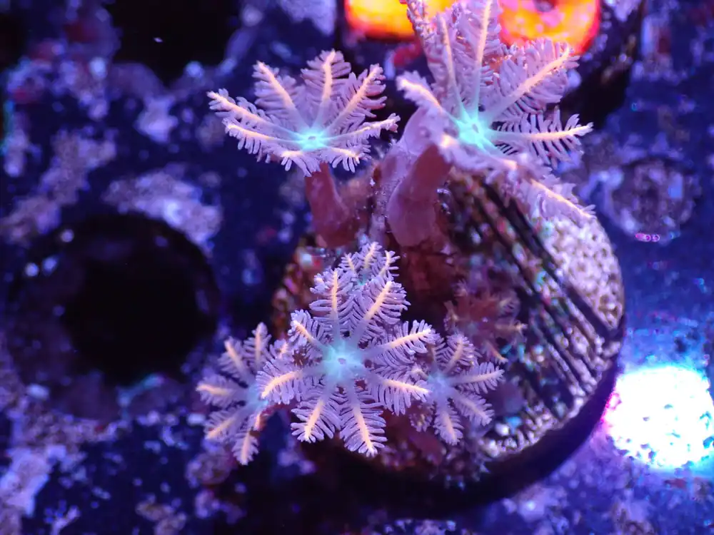 D4 Clove Polyps LIVE 4/15 - Corals Coral Live