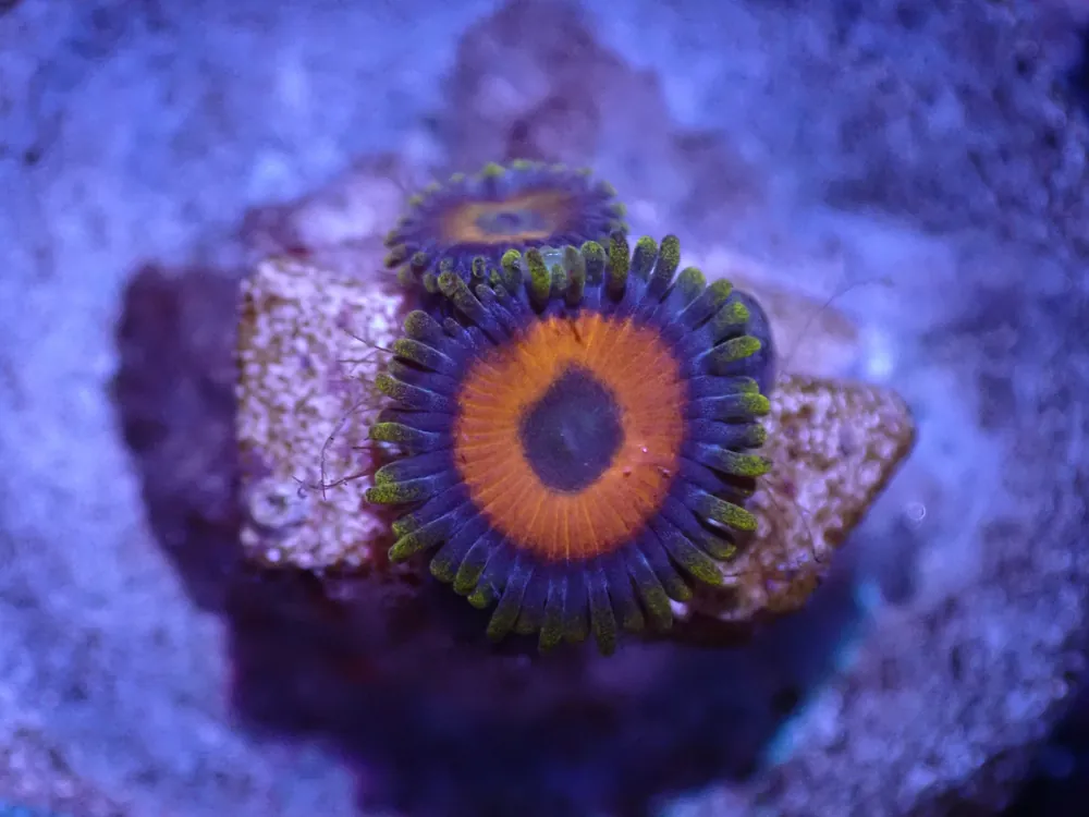 D6 Baboon Booty Zoa LIVE 4/15 - Corals Coral Live