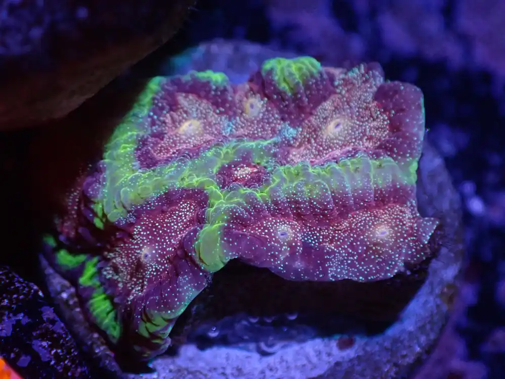 E1 Nightwatch Favia LIVE 4/15 - Corals Coral Live