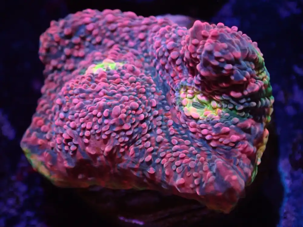 E5 Watermelon Chalice LIVE 4/15 - Corals Coral Live