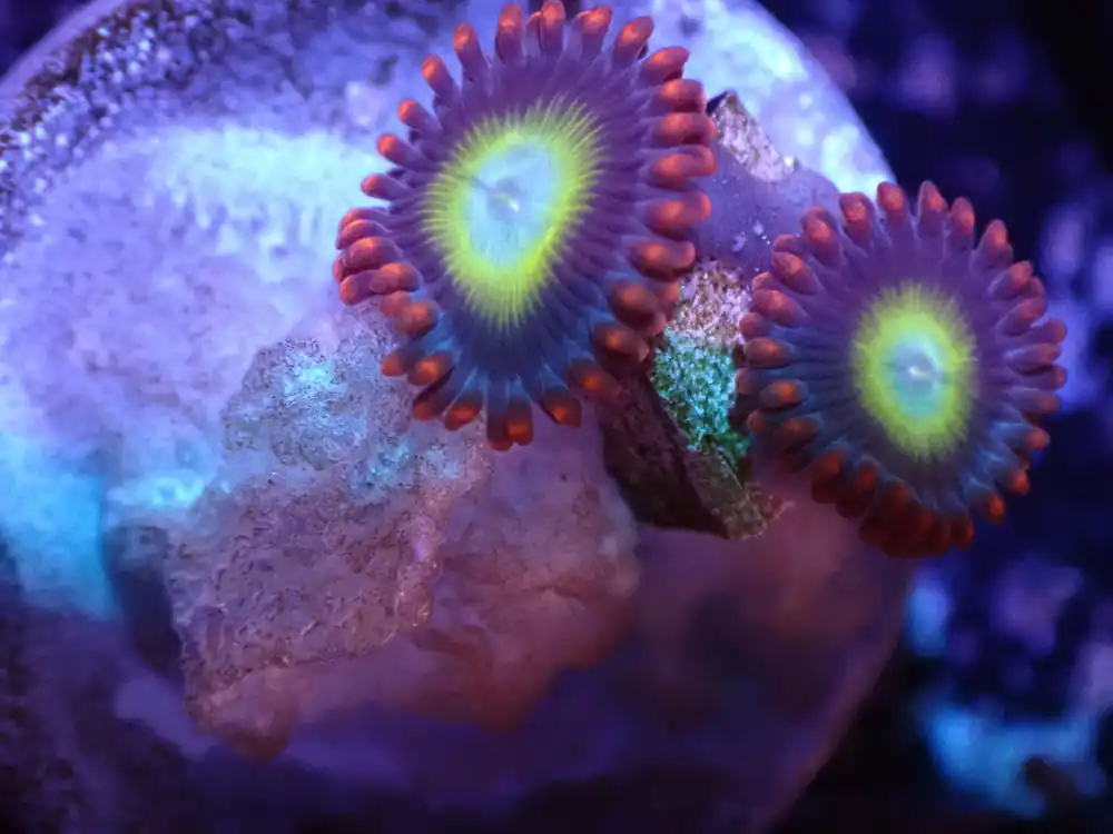 E6 Circus Zoas LIVE 4/15 - Corals Coral Live