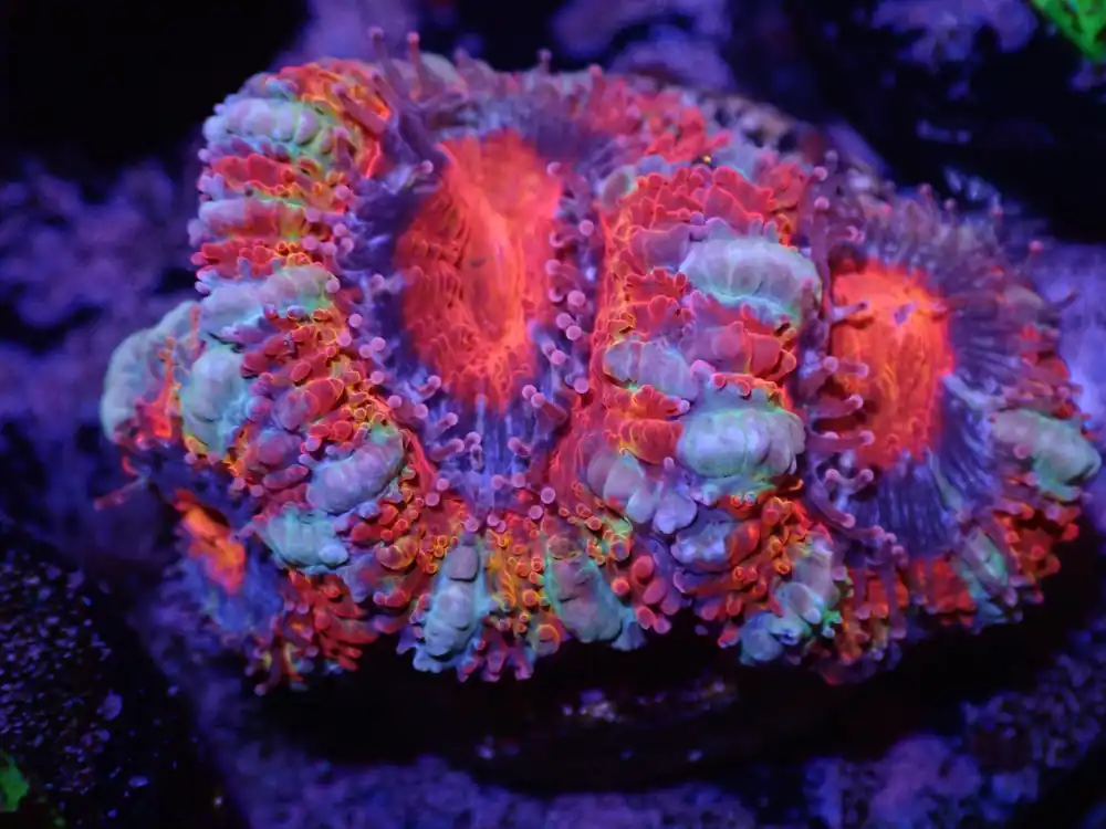 F2 Feliz Navidad Acan LIVE 4/15 - Corals Coral Live