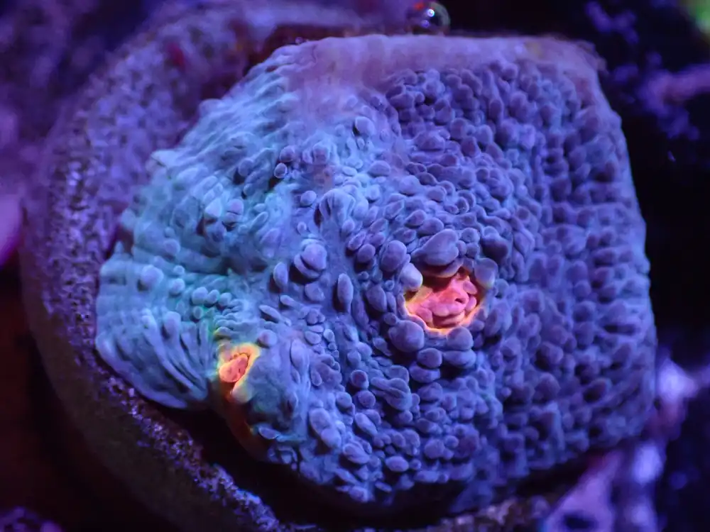 F3 Miami Hurricane Chalice LIVE 4/15 - Corals Coral Live