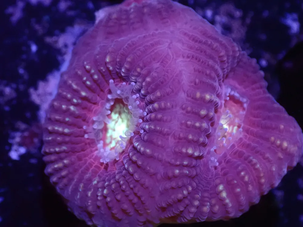 F6 Cupid Favia LIVE 4/15 - Corals Coral Live