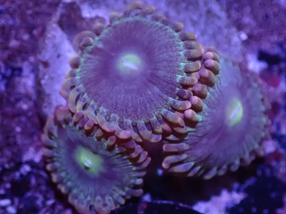 G6 Rainbow Rhino Zoas LIVE 4/15 - Corals Coral Live