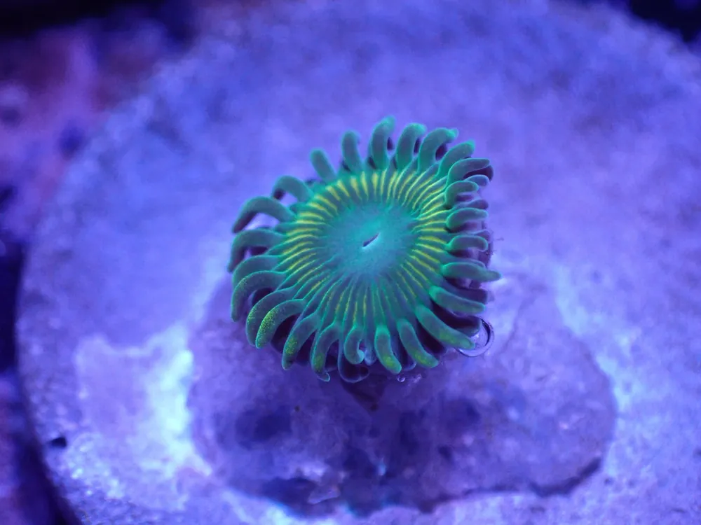 H3 Coralscoral.com Bulbasaur Zoa LIVE 4/15 - Corals Coral Live