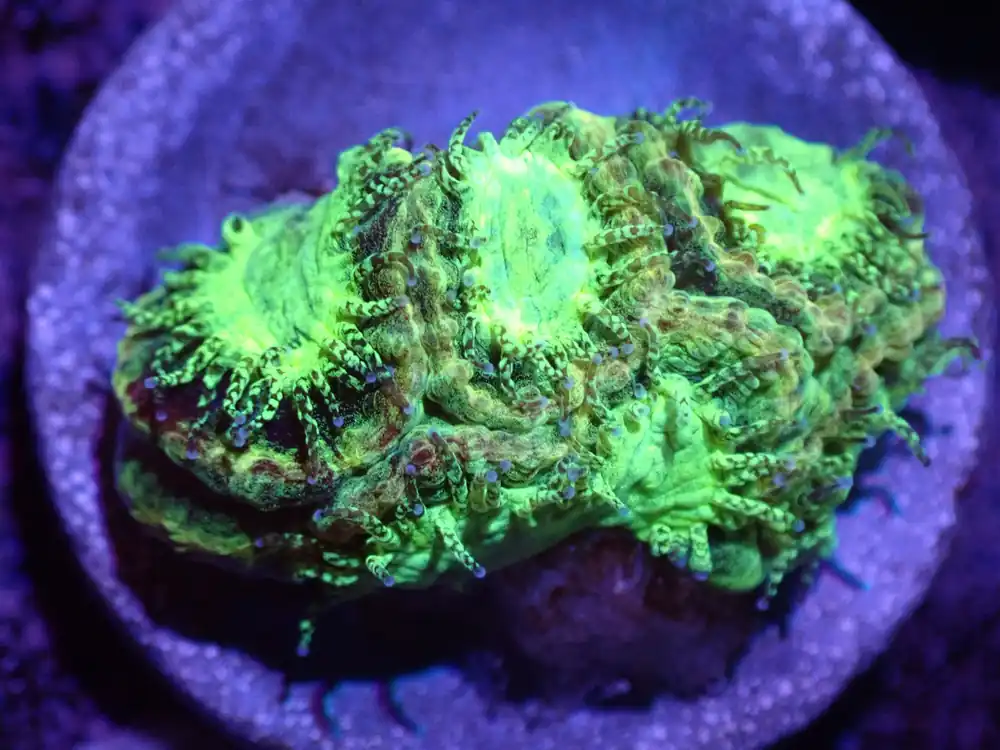 H4 Neon Nunchuck Favia LIVE 4/15 - Corals Coral Live