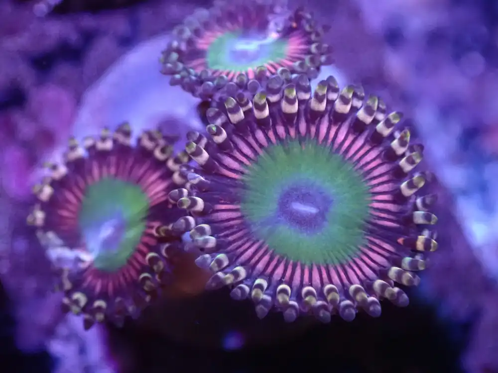 J4 Candy Apple Pink LIVE 4/15 - Corals Coral Live
