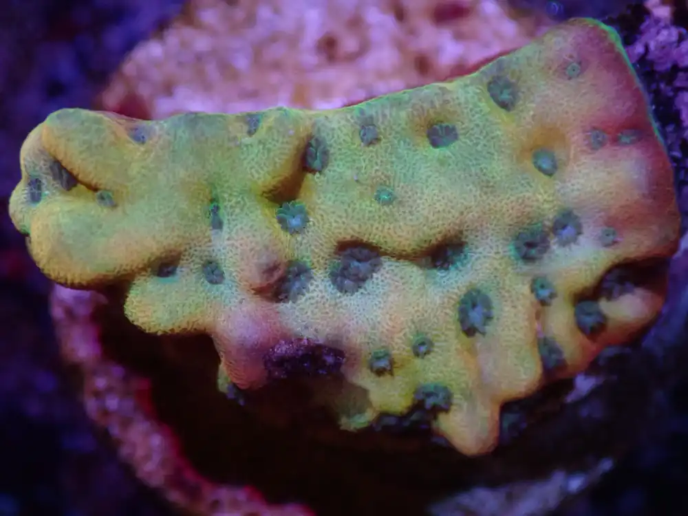 J6 Beach Bum Monti LIVE 4/15 - Corals Coral Live
