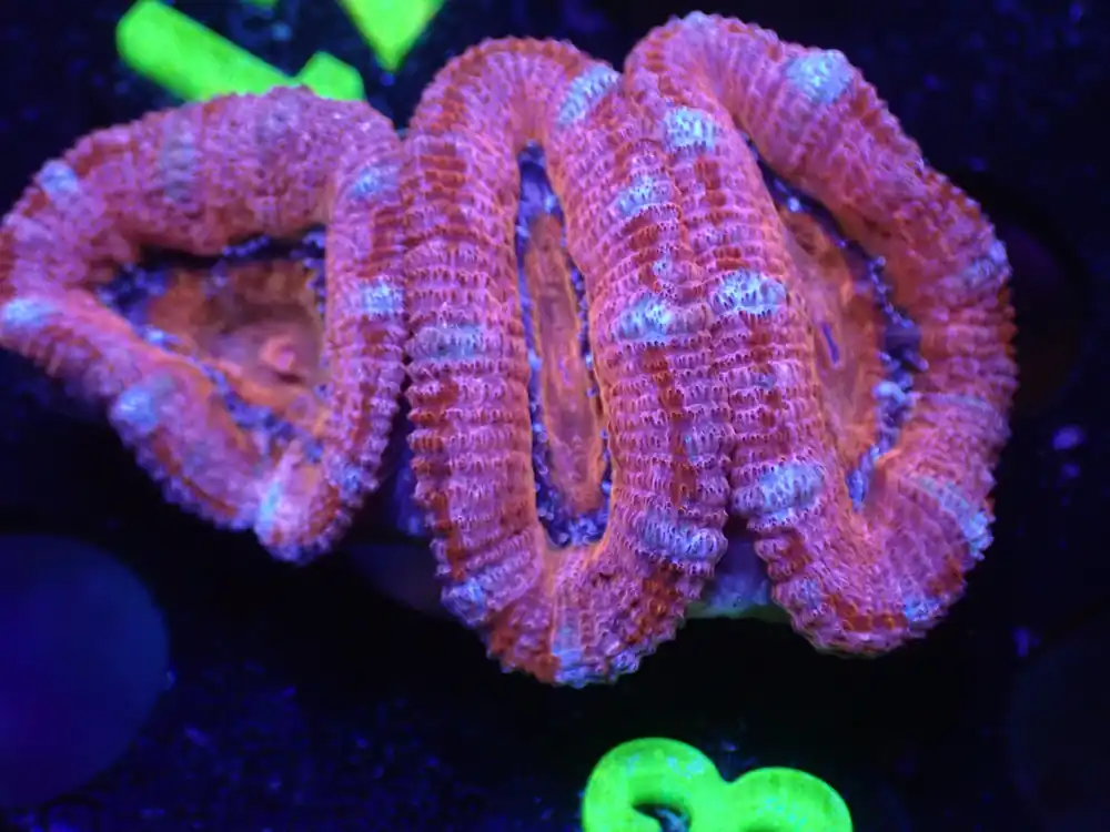 L3 JRA Pink/Red/Blue Acan LIVE 4/15