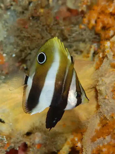 Highfin Butterfly - qm
