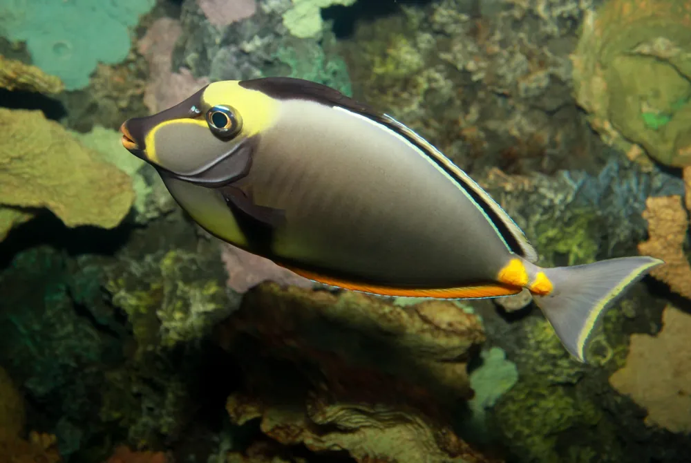 Naso Tang :: Central Pacific - qm
