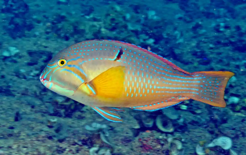 Purple Tusk Wrasse - qm