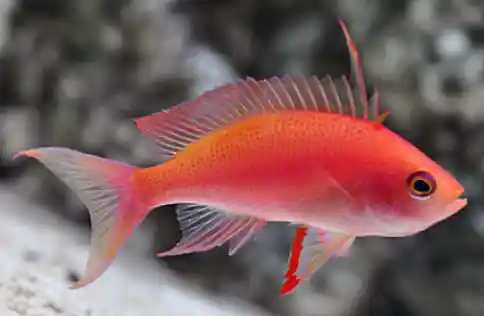 Randall's Anthias - Coral's Coral
