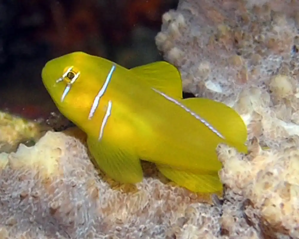 Citron Clown Goby MAC Certified - qm