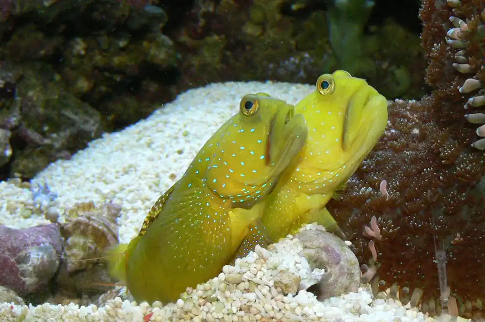Colored Watchman Goby Aquacultured - qm