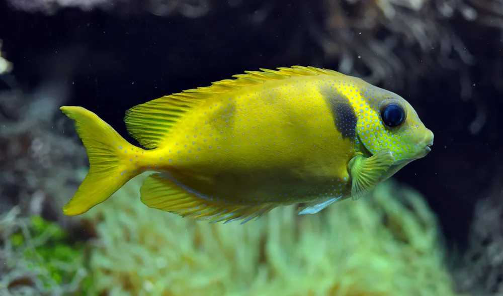 Blue Spotted Spinefoot Rabbitfish - qm