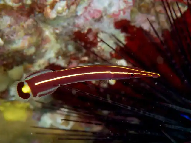 Clingfish Yellow Striped Goby - qm