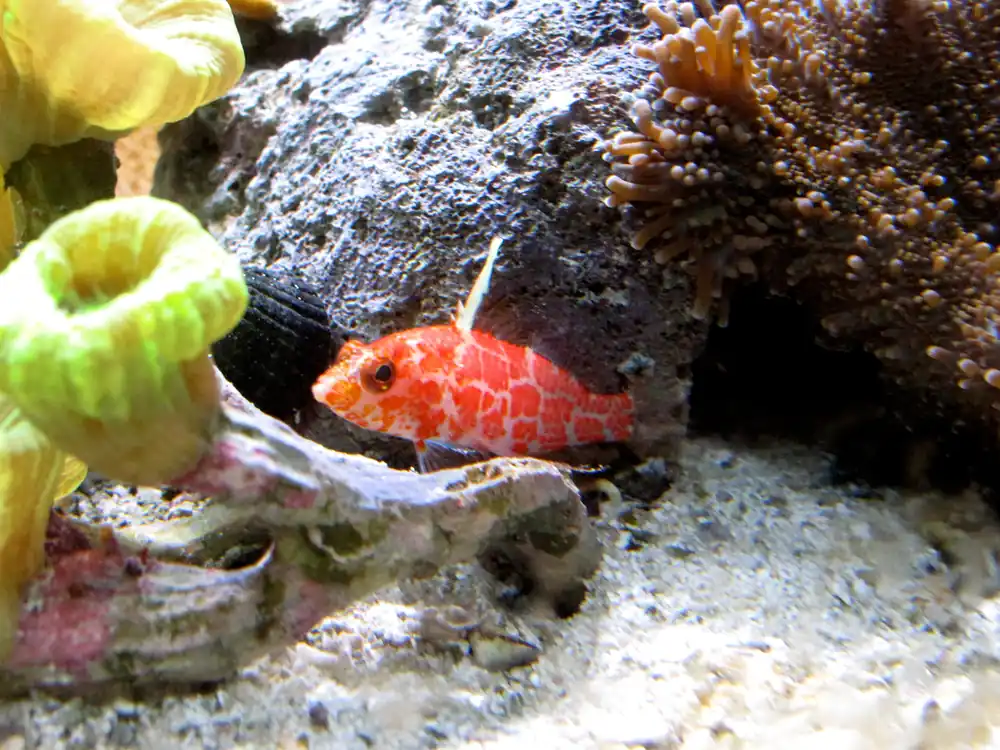 Highfin Perchlet Anthias - qm