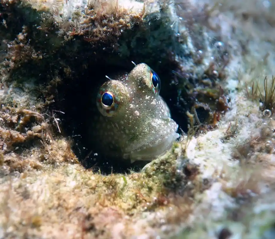 One Spot Blenny - qm