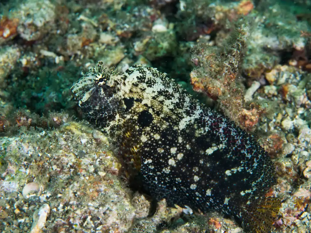 Seram Sailfin Blenny - qm