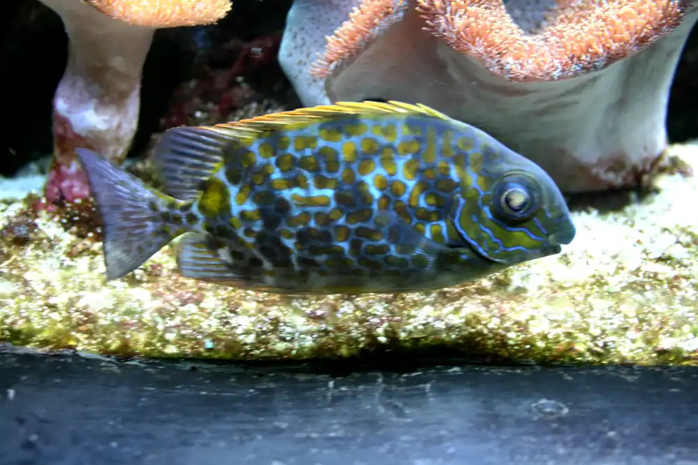 Yellow Blotch Rabbitfish - qm